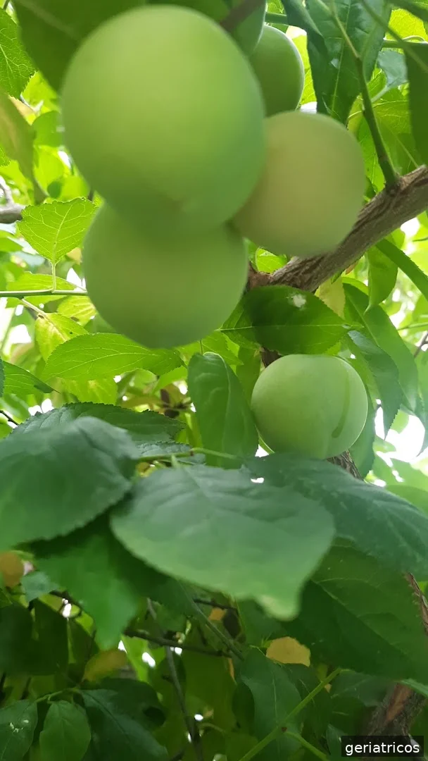 Centro de Mayores de San Roque