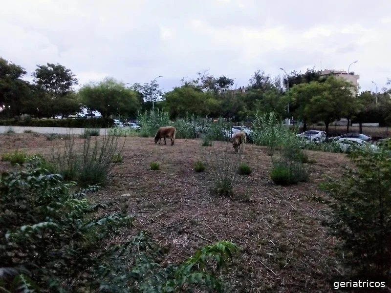 Residencia La Mallola