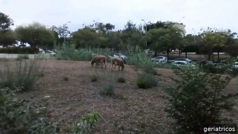 Residencia La Mallola