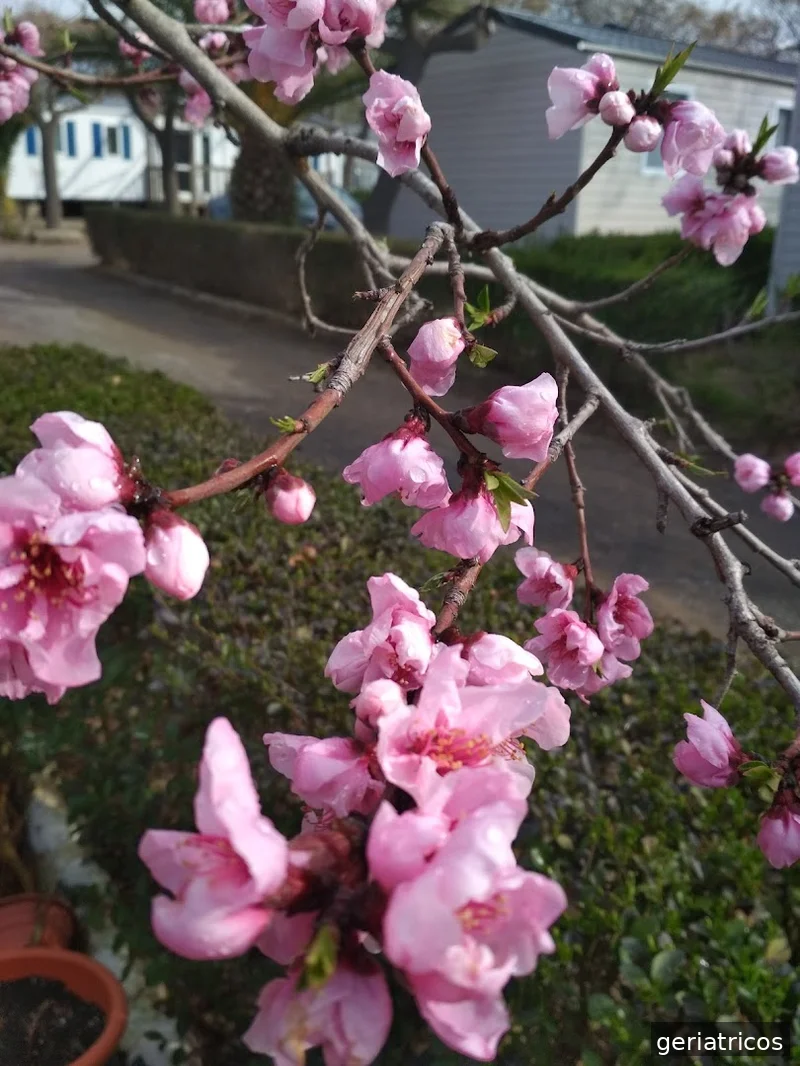 Residencia La Mallola