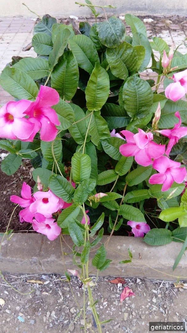 Hermanitas de los Ancianos Desamparados