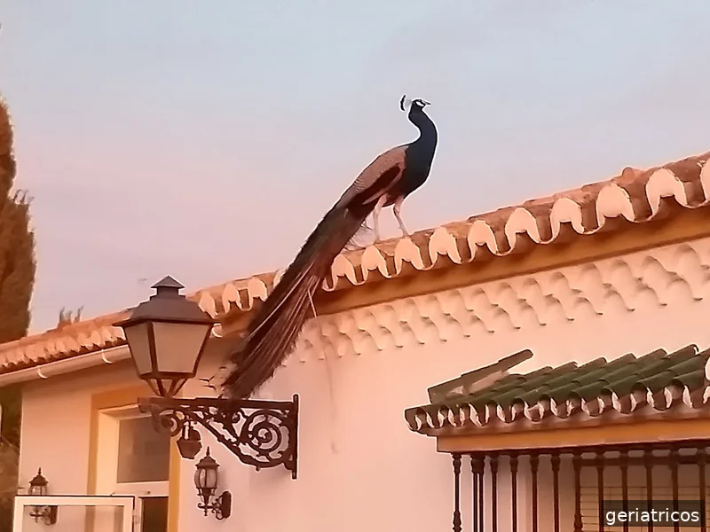 Residencia Juan González